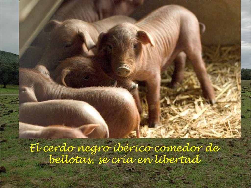 El cerdo negro ibérico comedor de bellotas, se cría en libertad
