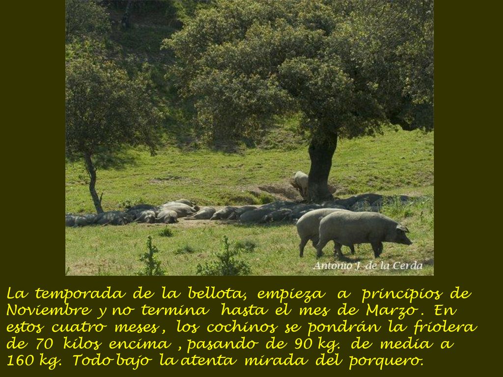 La temporada de la bellota, empieza a principios de Noviembre y no termina hasta el mes de Marzo .