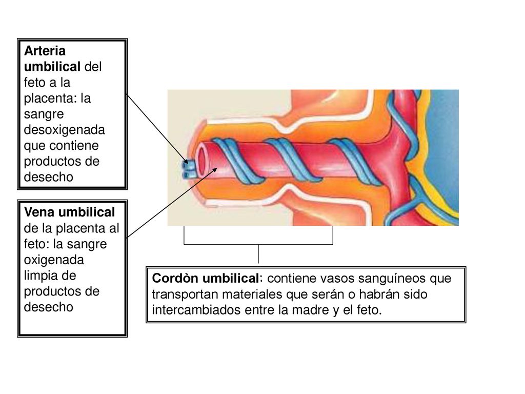 Arteria umbilical del feto a la placenta: la sangre desoxigenada que contiene productos de desecho