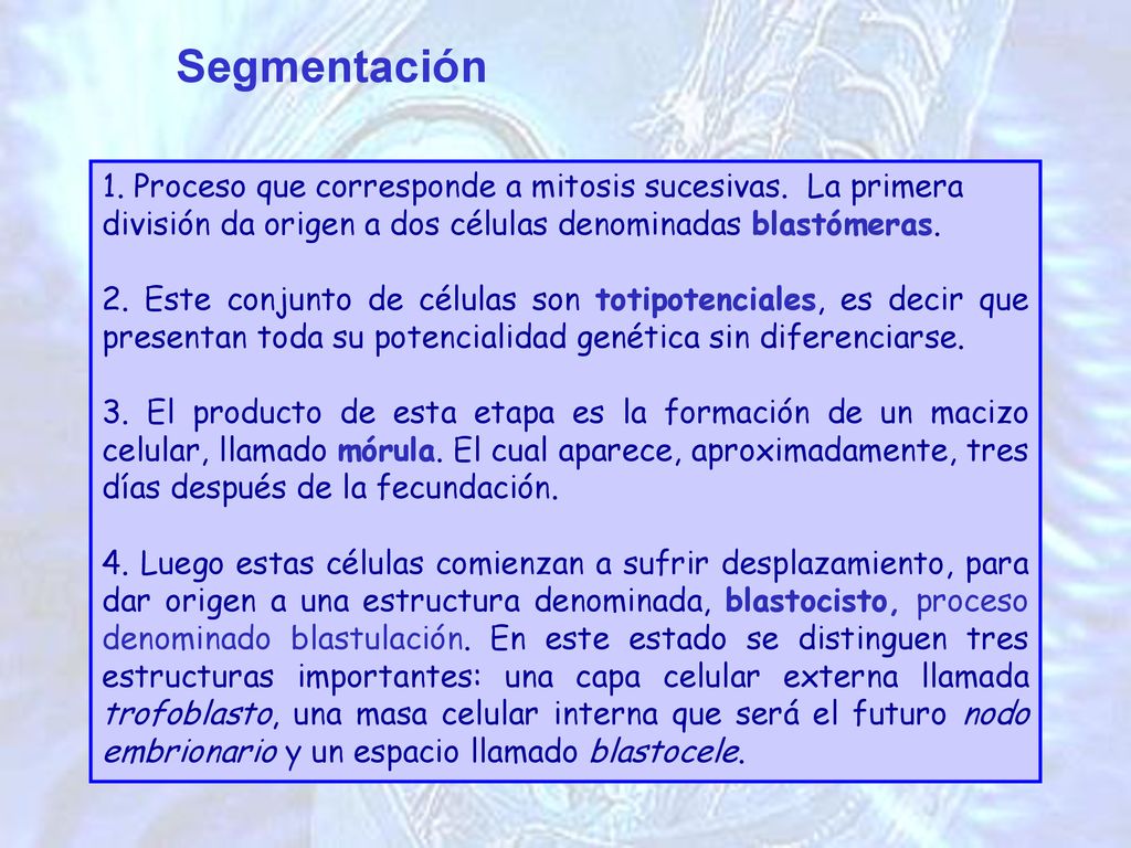 Segmentación 1. Proceso que corresponde a mitosis sucesivas. La primera división da origen a dos células denominadas blastómeras.