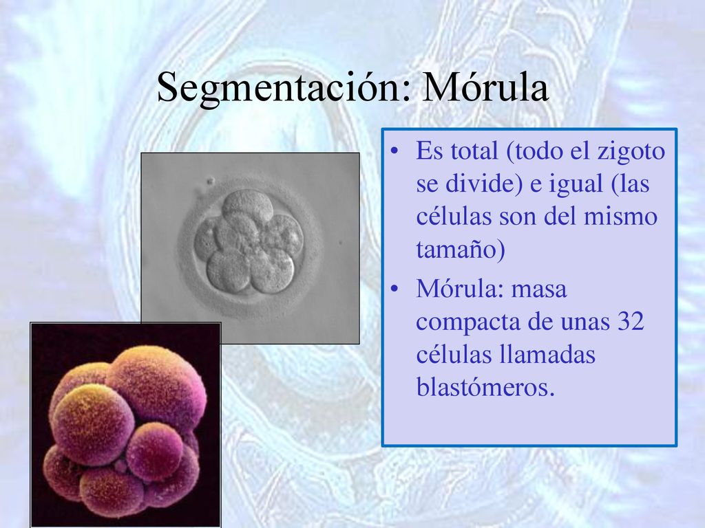 Segmentación: Mórula Es total (todo el zigoto se divide) e igual (las células son del mismo tamaño)