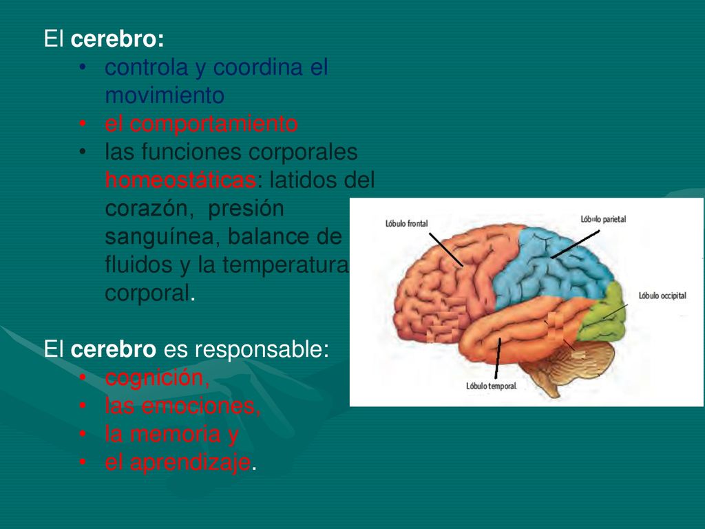 El cerebro: controla y coordina el movimiento. el comportamiento.