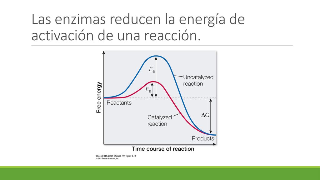 Las enzimas reducen la energía de activación de una reacción.