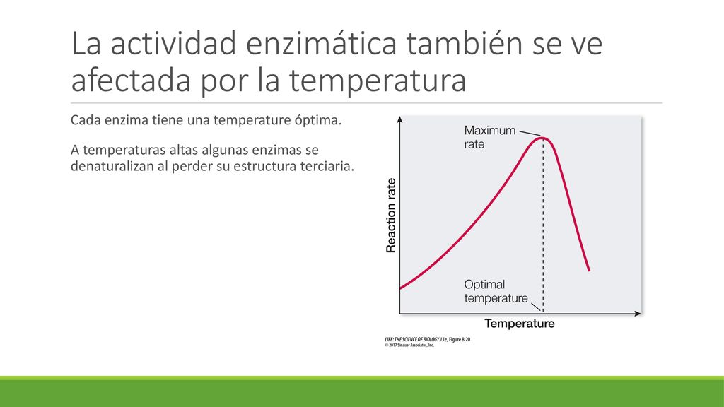 La actividad enzimática también se ve afectada por la temperatura