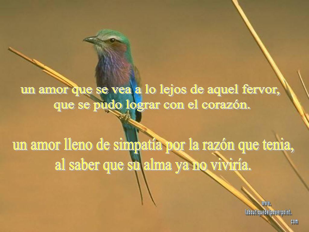 un amor que se vea a lo lejos de aquel fervor,