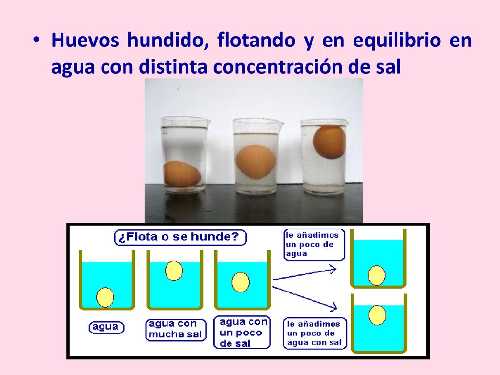 Huevos hundido, flotando y en equilibrio en agua con distinta concentración de sal