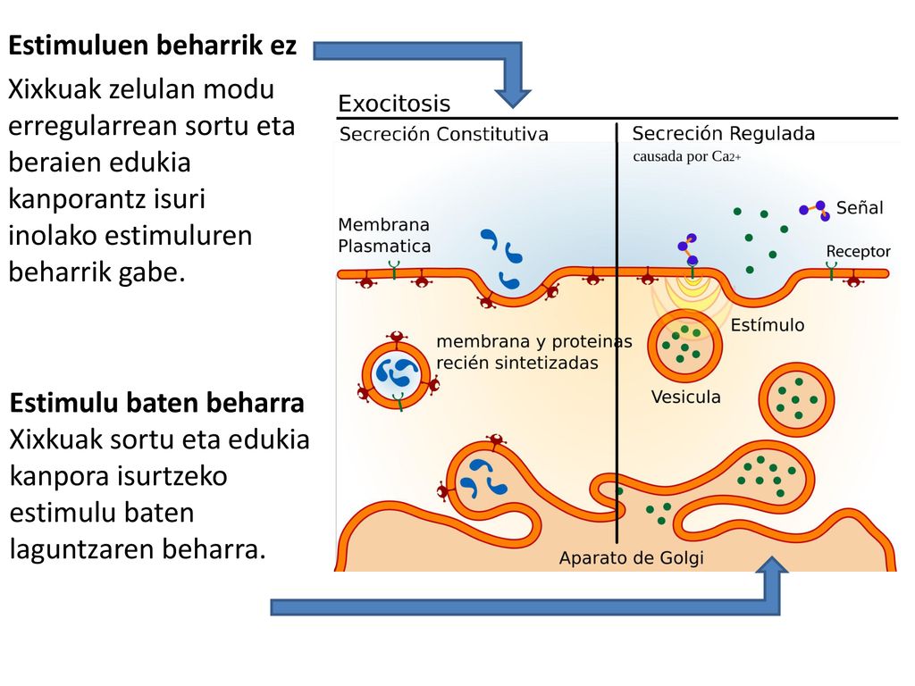 Estimuluen beharrik ez Xixkuak zelulan modu erregularrean sortu eta beraien edukia kanporantz isuri inolako estimuluren beharrik gabe.