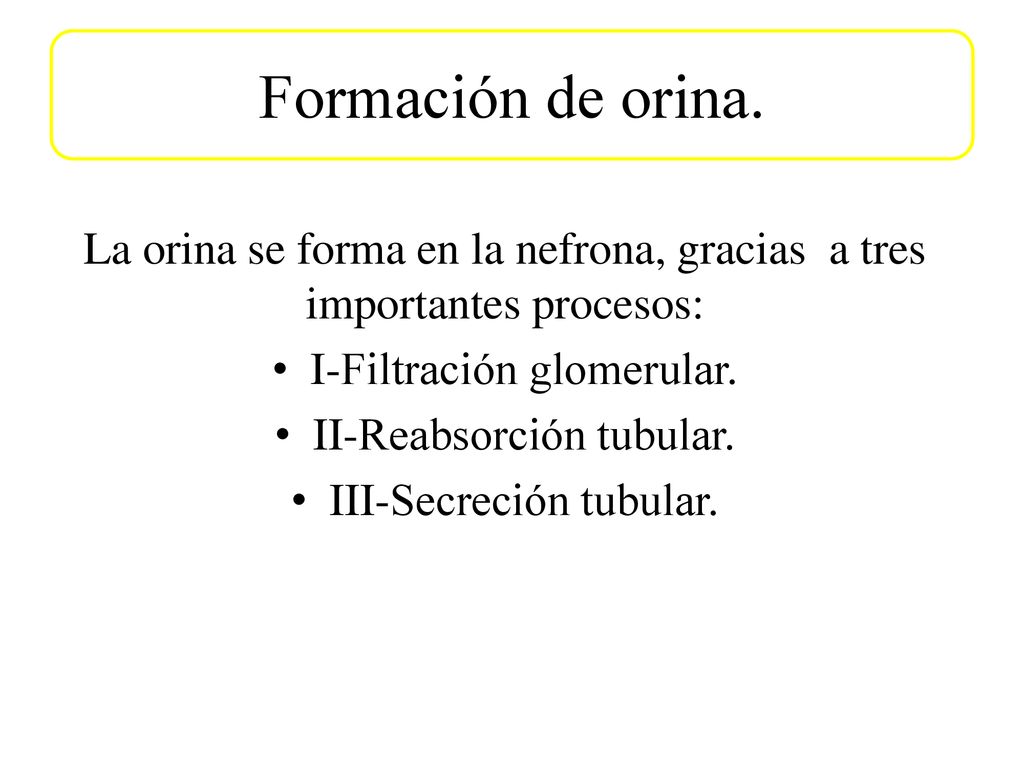 Formación de orina. La orina se forma en la nefrona, gracias a tres importantes procesos: I-Filtración glomerular.