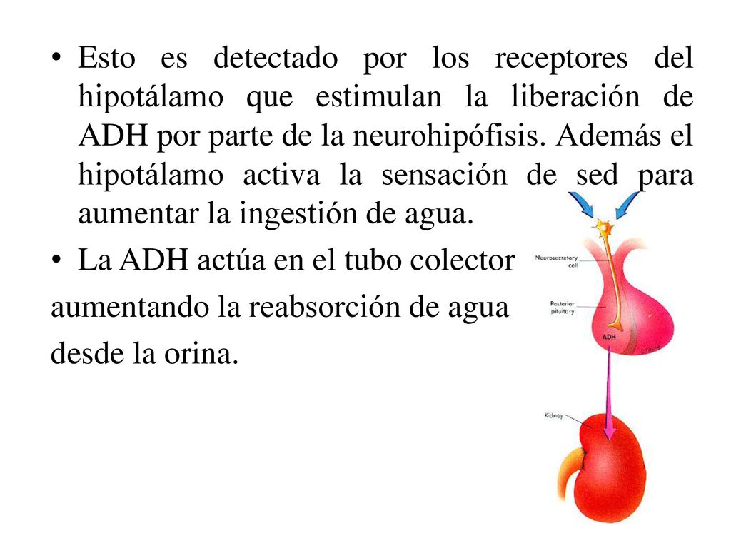 Esto es detectado por los receptores del hipotálamo que estimulan la liberación de ADH por parte de la neurohipófisis. Además el hipotálamo activa la sensación de sed para aumentar la ingestión de agua.
