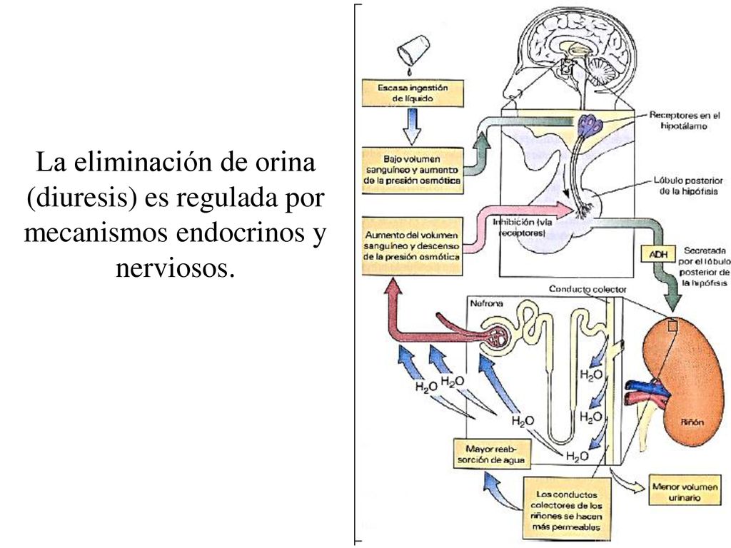 La eliminación de orina (diuresis) es regulada por mecanismos endocrinos y nerviosos.
