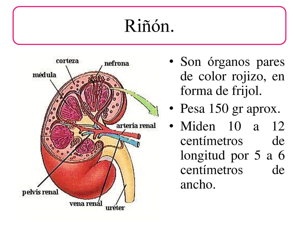 Riñón. Son órganos pares de color rojizo, en forma de frijol.