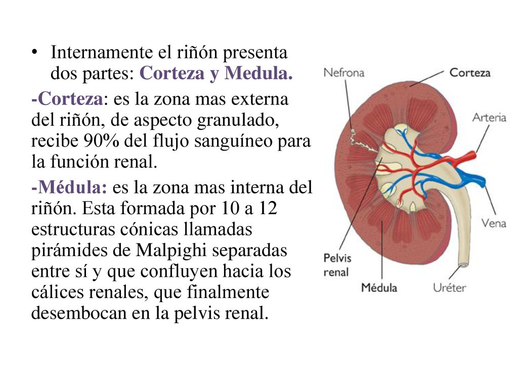 Internamente el riñón presenta dos partes: Corteza y Medula.