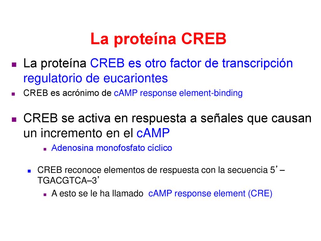 La proteína CREB La proteína CREB es otro factor de transcripción regulatorio de eucariontes. CREB es acrónimo de cAMP response element-binding.