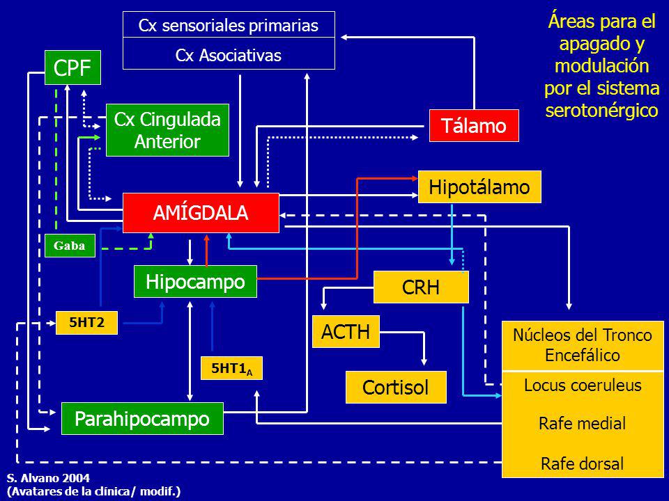 CPF Tálamo Hipotálamo AMÍGDALA Hipocampo CRH ACTH Cortisol