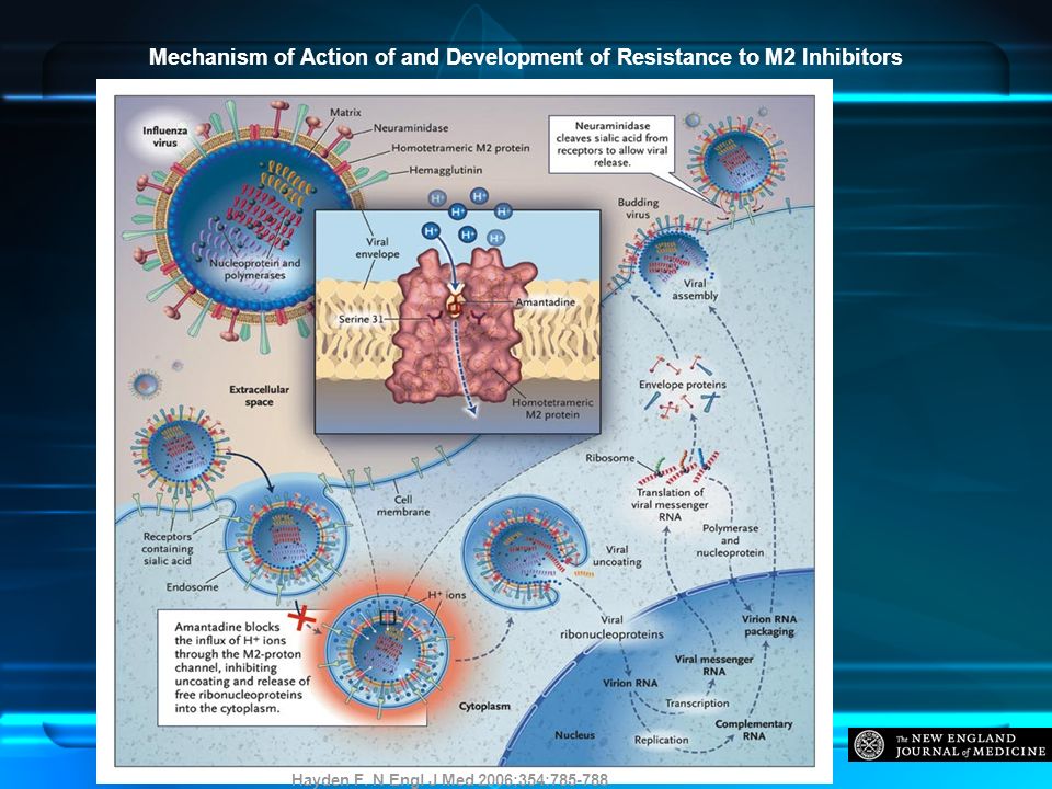 Mechanism of Action of and Development of Resistance to M2 Inhibitors