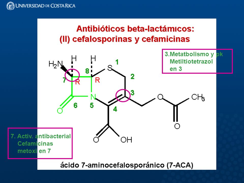3.Metatbolismo y pk Metiltiotetrazol en 3 7. Activ. antibacterial Cefamicinas metoxi en 7