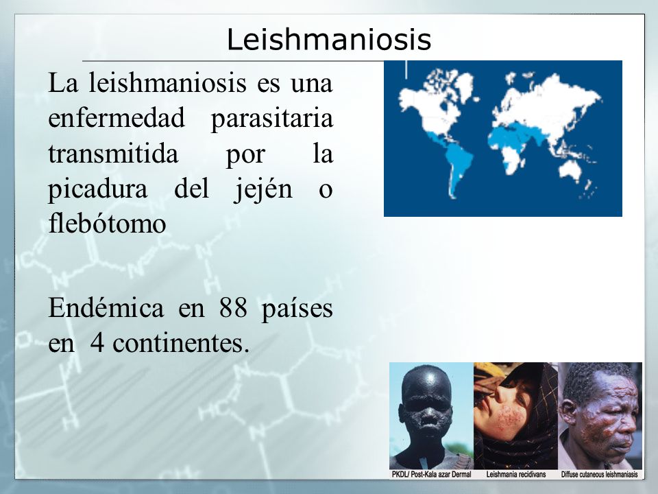 Leishmaniosis La leishmaniosis es una enfermedad parasitaria transmitida por la picadura del jején o flebótomo.