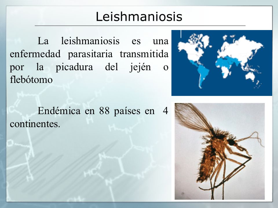 Leishmaniosis La leishmaniosis es una enfermedad parasitaria transmitida por la picadura del jején o flebótomo.