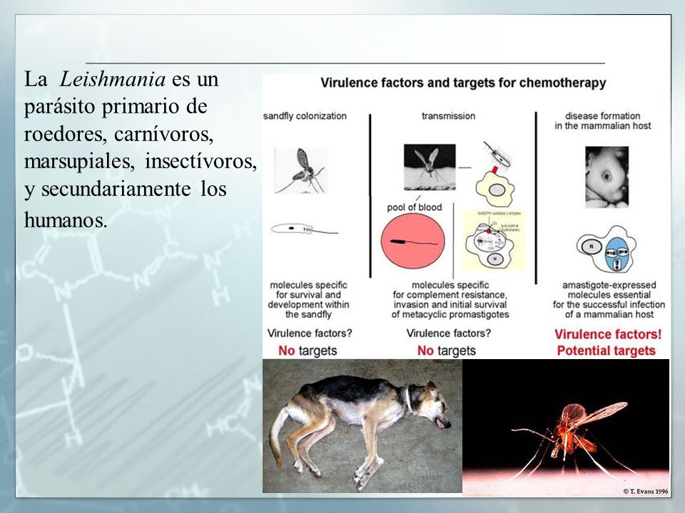 La Leishmania es un parásito primario de roedores, carnívoros, marsupiales, insectívoros, y secundariamente los humanos.