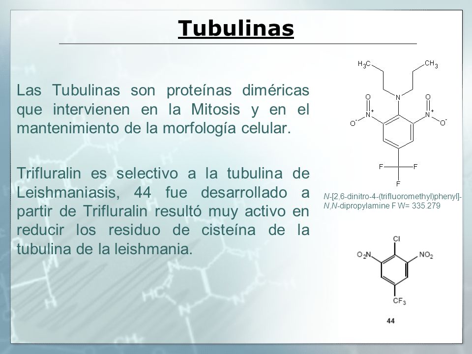 Tubulinas Las Tubulinas son proteínas diméricas que intervienen en la Mitosis y en el mantenimiento de la morfología celular.