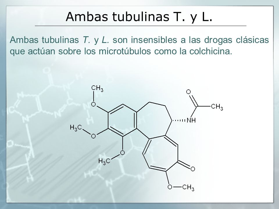 Ambas tubulinas T. y L. Ambas tubulinas T. y L.