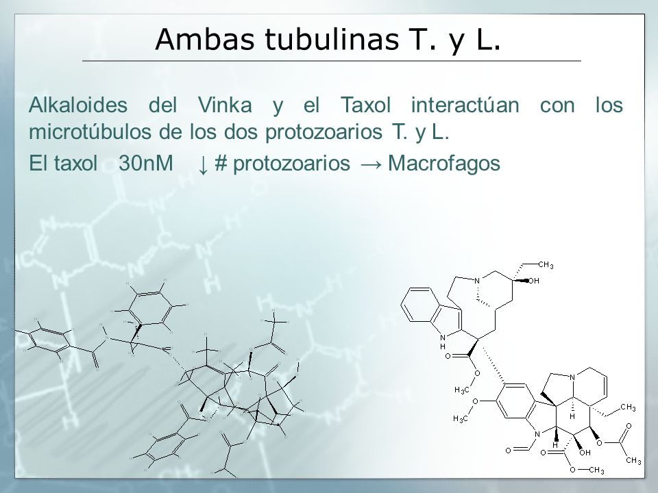 Ambas tubulinas T. y L. Alkaloides del Vinka y el Taxol interactúan con los microtúbulos de los dos protozoarios T. y L.