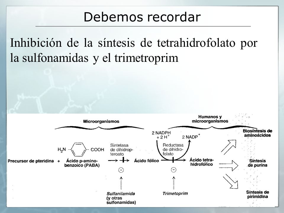 Debemos recordar Inhibición de la síntesis de tetrahidrofolato por la sulfonamidas y el trimetroprim.