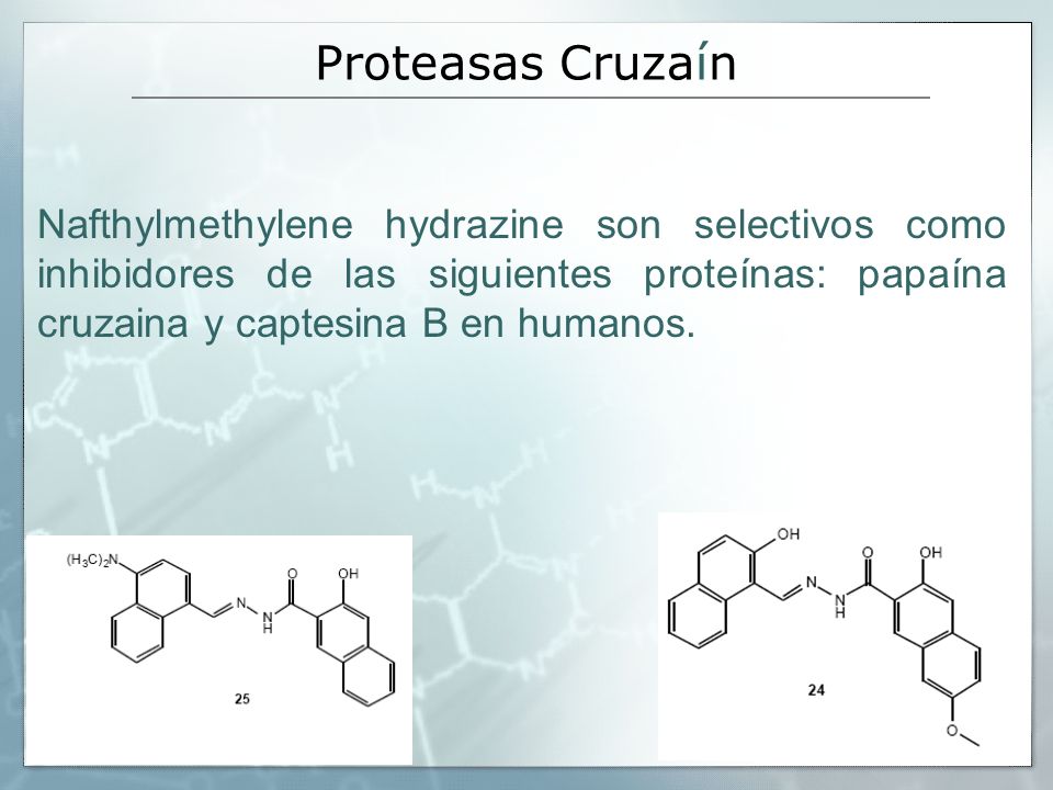 Proteasas Cruzaín Nafthylmethylene hydrazine son selectivos como inhibidores de las siguientes proteínas: papaína cruzaina y captesina B en humanos.