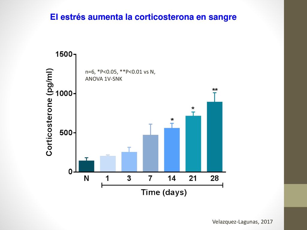 El estrés aumenta la corticosterona en sangre