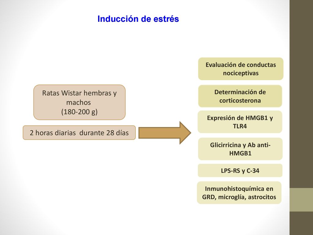 Inducción de estrés Ratas Wistar hembras y machos ( g)