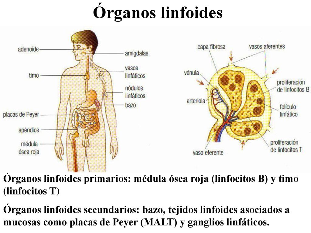 Órganos linfoides Órganos linfoides primarios: médula ósea roja (linfocitos B) y timo (linfocitos T)