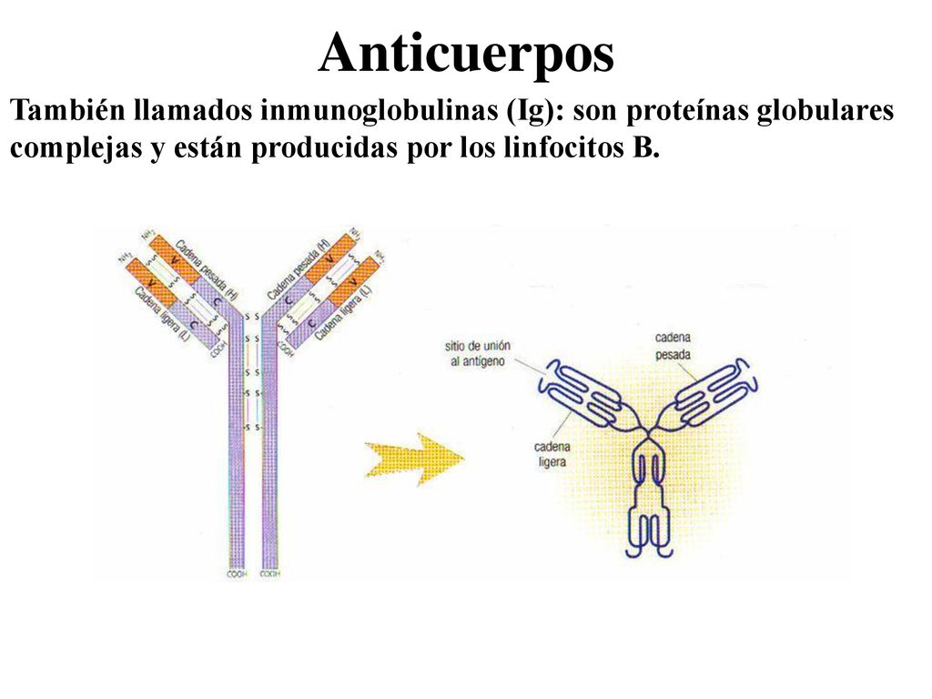 Anticuerpos También llamados inmunoglobulinas (Ig): son proteínas globulares complejas y están producidas por los linfocitos B.