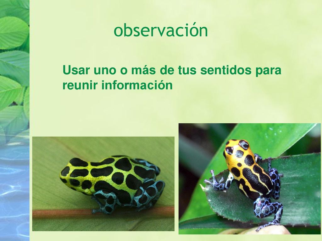 observación Usar uno o más de tus sentidos para reunir información