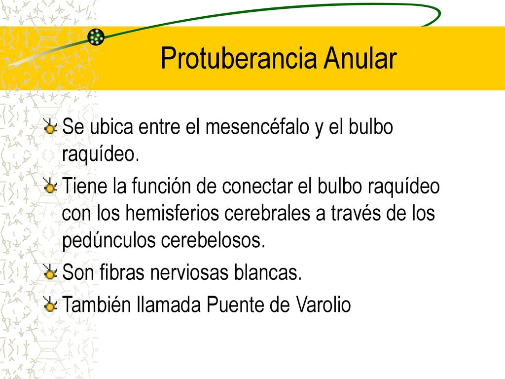 Protuberancia Anular Se ubica entre el mesencéfalo y el bulbo raquídeo.