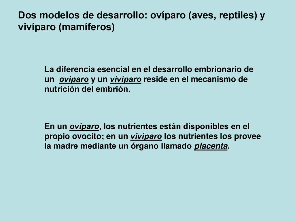 Dos modelos de desarrollo: ovíparo (aves, reptiles) y vivíparo (mamíferos)