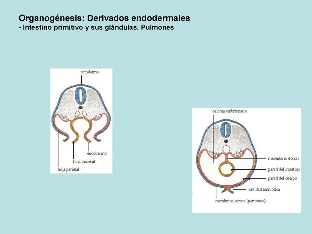 Organogénesis: Derivados endodermales - Intestino primitivo y sus glándulas. Pulmones