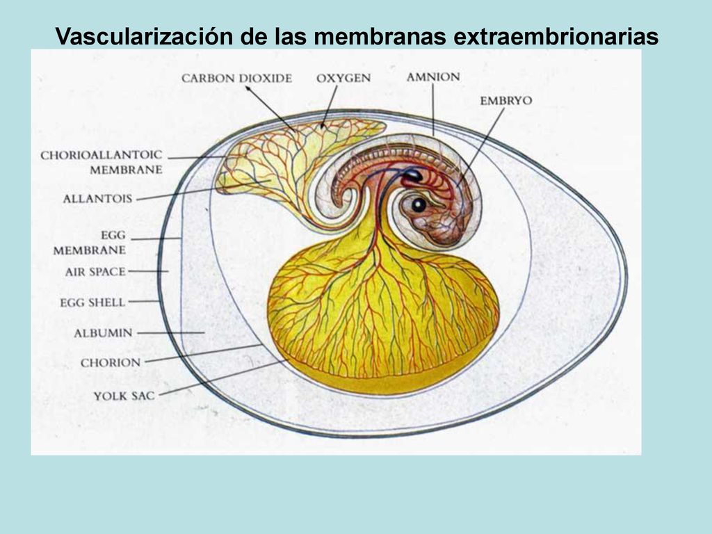 Dos modelos de desarrollo: ovíparo (aves, reptiles) y vivíparo (mamíferos)  La diferencia esencial en el desarrollo embrionario de un ovíparo y un  vivíparo. - ppt descargar