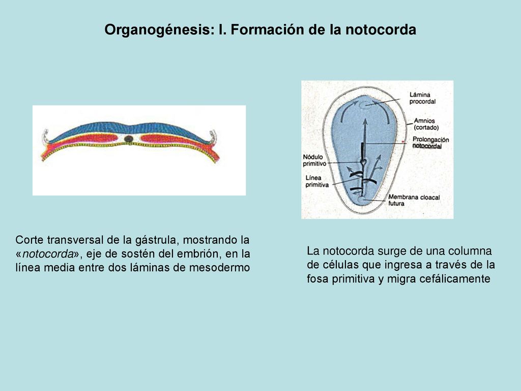 Organogénesis: I. Formación de la notocorda