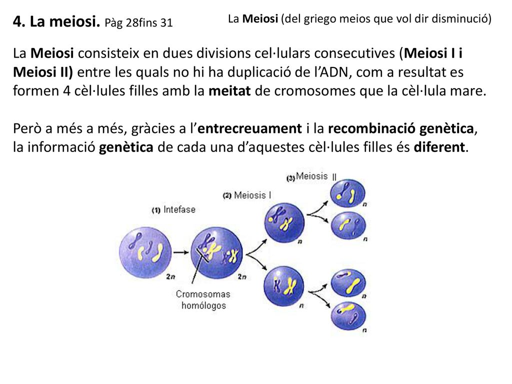 4. La meiosi. Pàg 28fins 31 La Meiosi (del griego meios que vol dir disminució)
