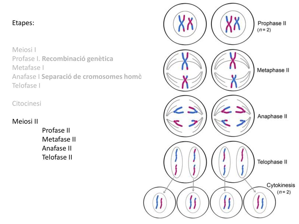 Etapes: Meiosi I. Profase I. Recombinació genètica. Metafase I. Anafase I Separació de cromosomes homòlegs.