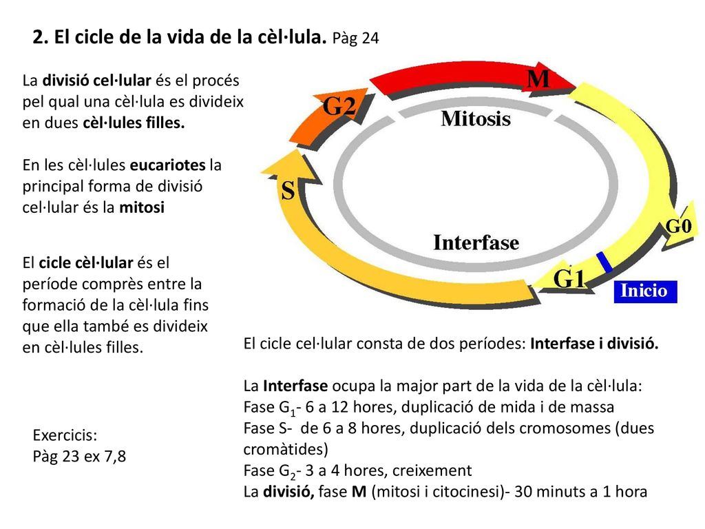 2. El cicle de la vida de la cèl·lula. Pàg 24