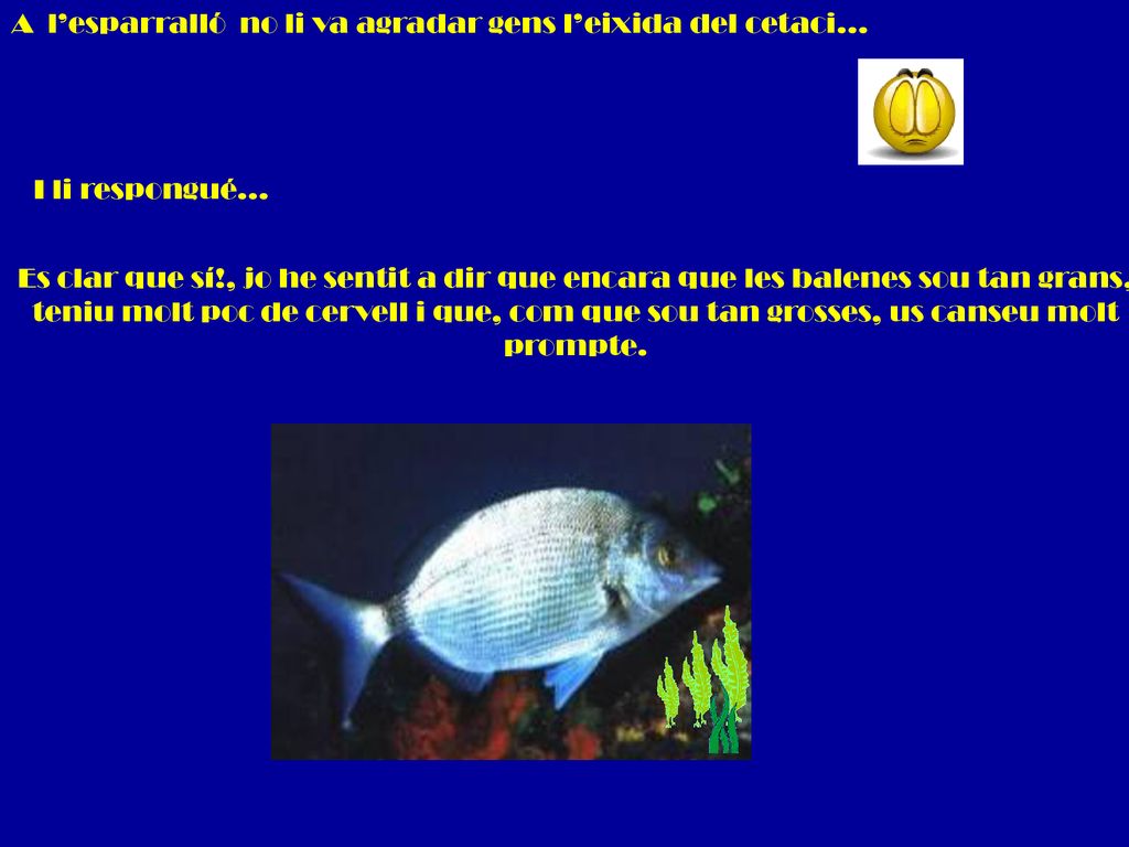 A l’esparralló no li va agradar gens l’eixida del cetaci…