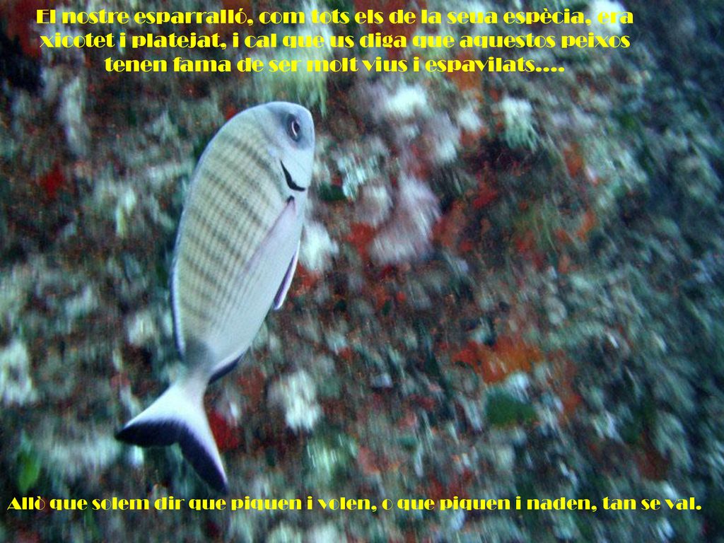 El nostre esparralló, com tots els de la seua espècia, era xicotet i platejat, i cal que us diga que aquestos peixos tenen fama de ser molt vius i espavilats.…