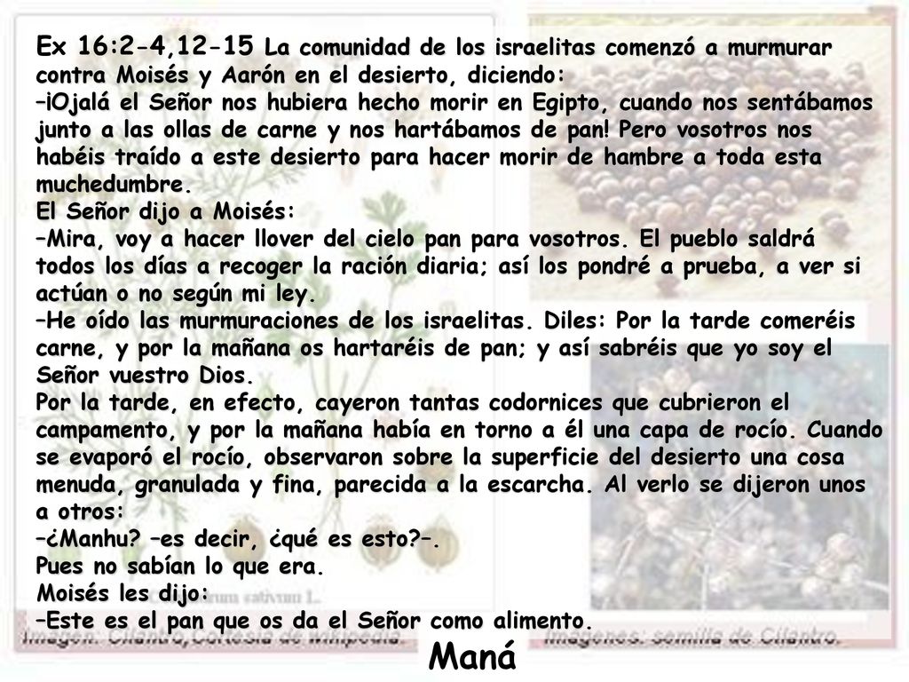 Ex 16:2-4,12-15 La comunidad de los israelitas comenzó a murmurar contra Moisés y Aarón en el desierto, diciendo: –¡Ojalá el Señor nos hubiera hecho morir en Egipto, cuando nos sentábamos junto a las ollas de carne y nos hartábamos de pan! Pero vosotros nos habéis traído a este desierto para hacer morir de hambre a toda esta muchedumbre. El Señor dijo a Moisés: –Mira, voy a hacer llover del cielo pan para vosotros. El pueblo saldrá todos los días a recoger la ración diaria; así los pondré a prueba, a ver si actúan o no según mi ley. –He oído las murmuraciones de los israelitas. Diles: Por la tarde comeréis carne, y por la mañana os hartaréis de pan; y así sabréis que yo soy el Señor vuestro Dios.