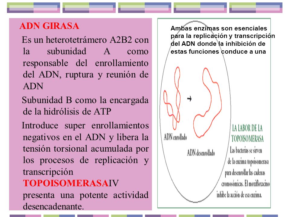 Subunidad B como la encargada de la hidrólisis de ATP