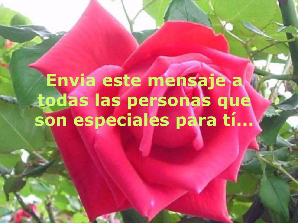 Envia este mensaje a todas las personas que son especiales para tí...