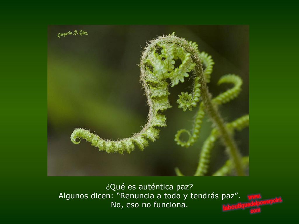 ¿Qué es auténtica paz. Algunos dicen: Renuncia a todo y tendrás paz
