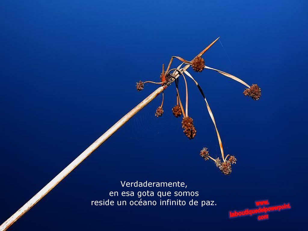 Verdaderamente, en esa gota que somos reside un océano infinito de paz.
