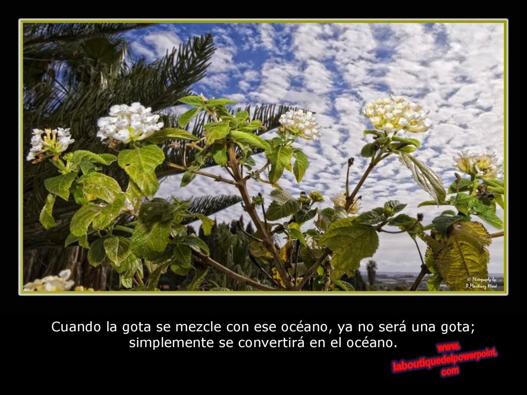 Cuando la gota se mezcle con ese océano, ya no será una gota; simplemente se convertirá en el océano.