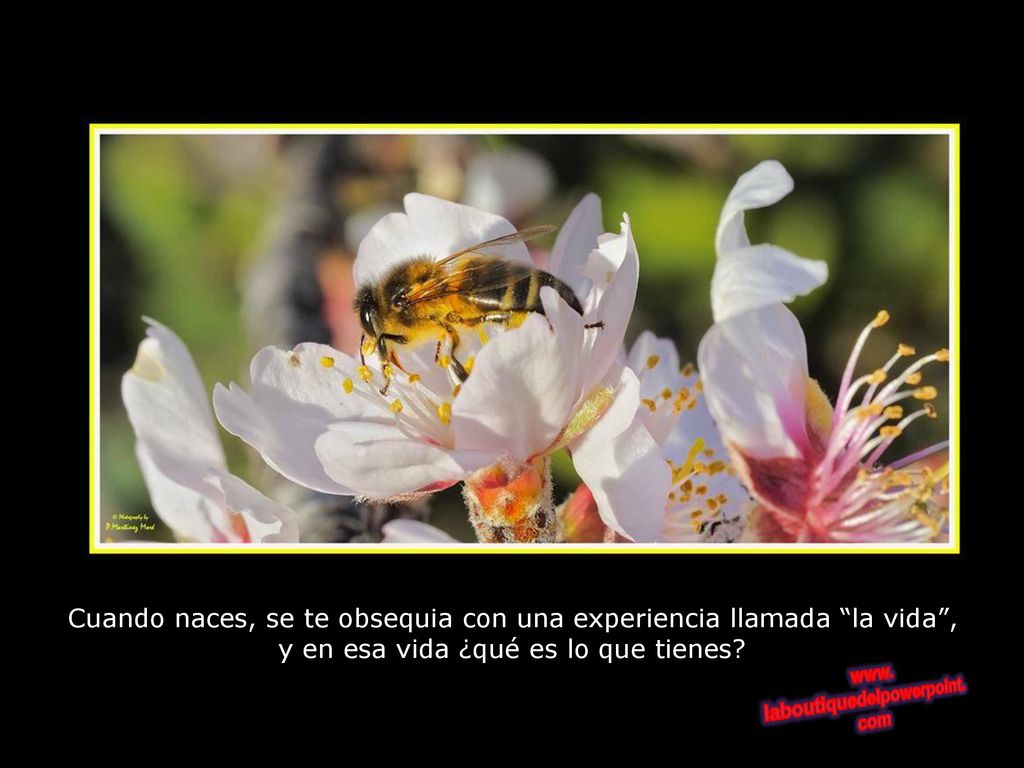Cuando naces, se te obsequia con una experiencia llamada la vida , y en esa vida ¿qué es lo que tienes